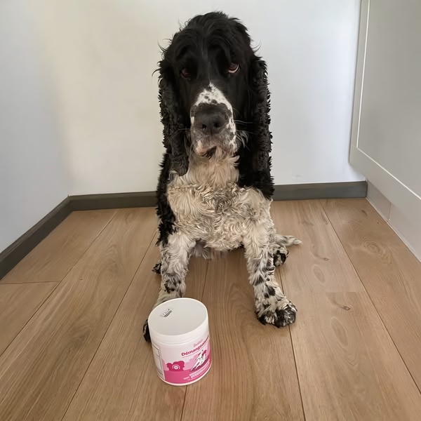 A close-up photograph of a dog sitting beside its itch relief cream, leveraging an emotional, relatable hook to capture pet owners' attention.